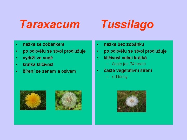 Taraxacum • • • nažka se zobánkem po odkvětu se stvol prodlužuje vydrží ve