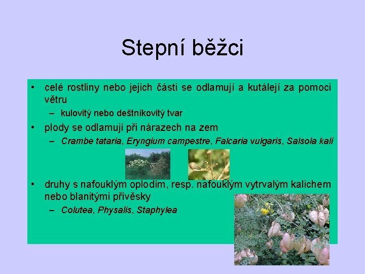 Stepní běžci • celé rostliny nebo jejich části se odlamují a kutálejí za pomoci