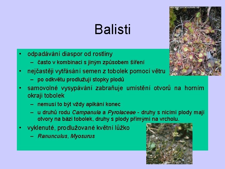 Balisti • odpadávání diaspor od rostliny – často v kombinaci s jiným způsobem šíření