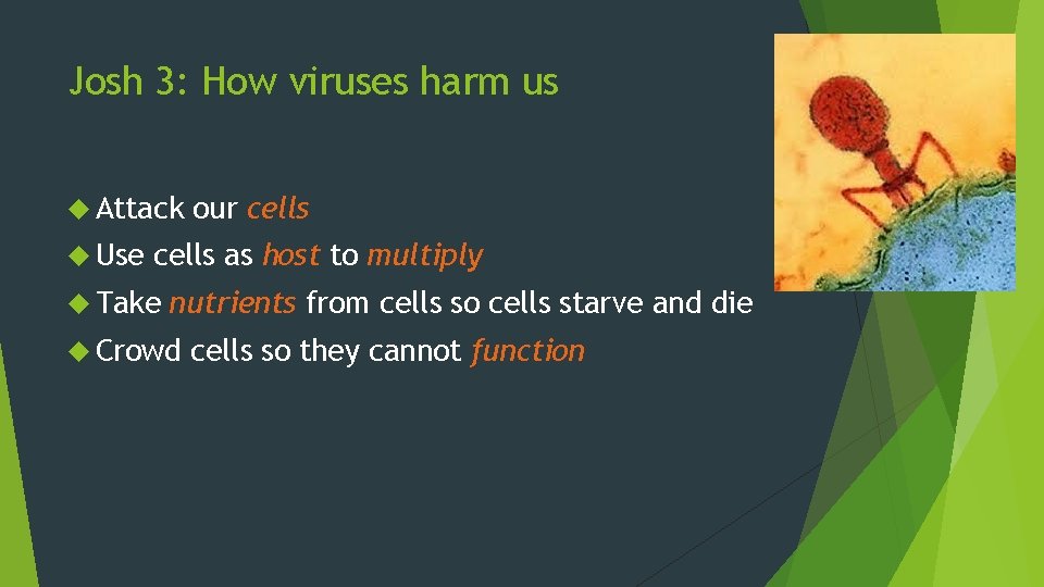 Josh 3: How viruses harm us Attack Use our cells as host to multiply