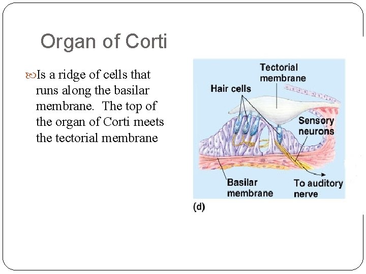 Organ of Corti Is a ridge of cells that runs along the basilar membrane. Organ of Corti Is a ridge of cells that runs along the basilar membrane.