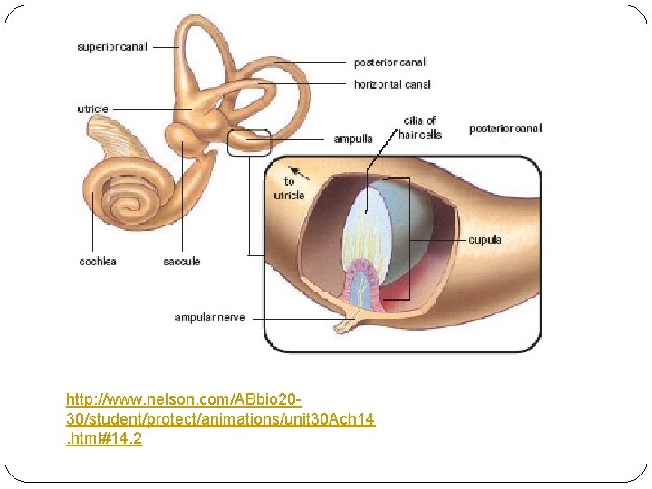 http: //www. nelson. com/ABbio 2030/student/protect/animations/unit 30 Ach 14. html#14. 2  http: //www. nelson. com/ABbio 2030/student/protect/animations/unit 30 Ach 14. html#14. 2