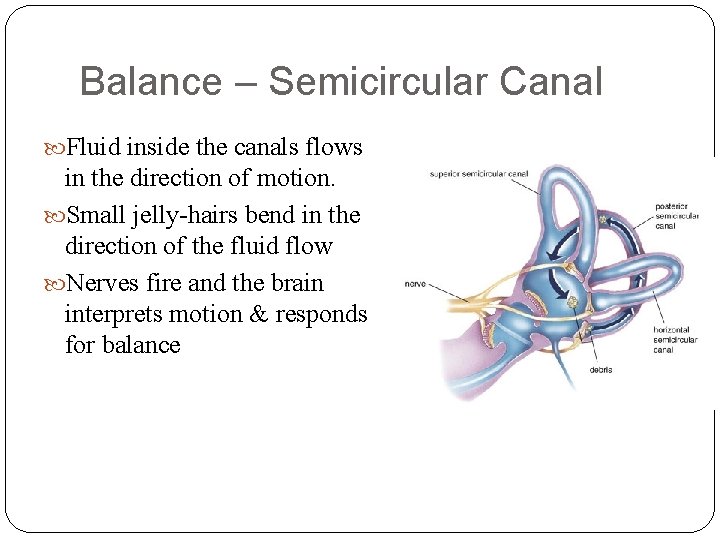 Balance – Semicircular Canal Fluid inside the canals flows in the direction of motion. Balance – Semicircular Canal Fluid inside the canals flows in the direction of motion.
