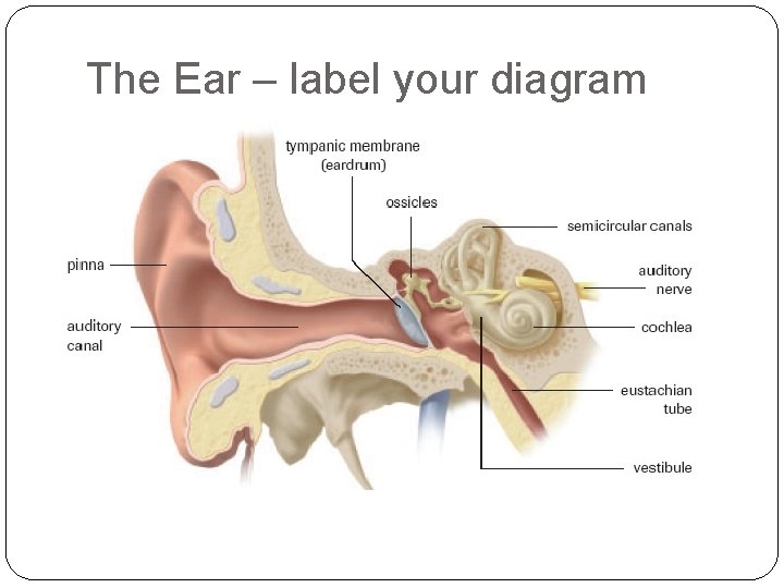 The Ear – label your diagram  The Ear – label your diagram