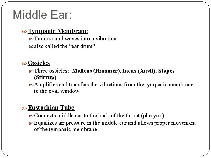 Middle Ear: Tympanic Membrane Turns sound waves into a vibration also called the “ear Middle Ear: Tympanic Membrane Turns sound waves into a vibration also called the “ear