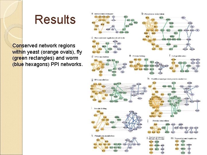 Results Conserved network regions within yeast (orange ovals), fly (green rectangles) and worm (blue
