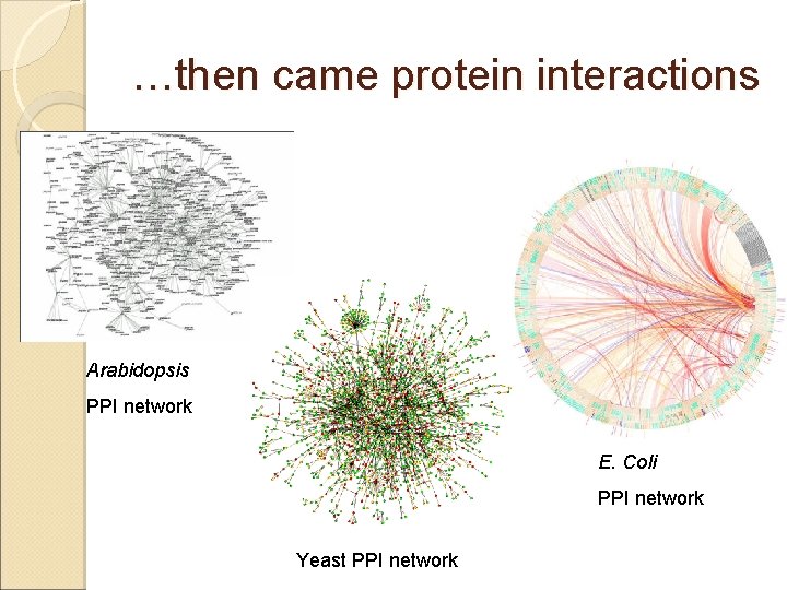 …then came protein interactions Arabidopsis PPI network E. Coli PPI network Yeast PPI network