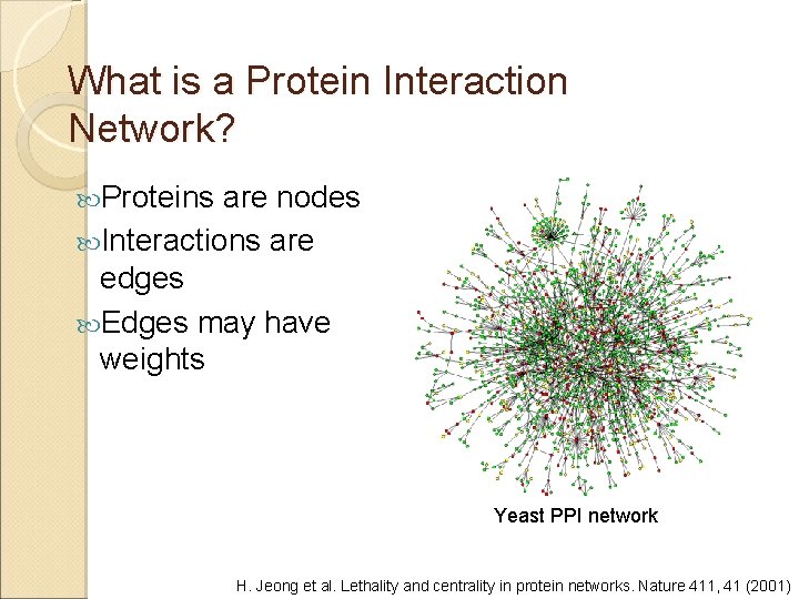 What is a Protein Interaction Network? Proteins are nodes Interactions are edges Edges may