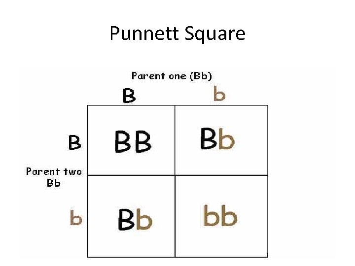 Punnett Square 