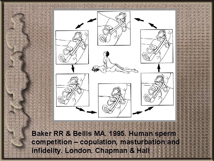 Baker RR & Bellis MA. 1995. Human sperm competition – copulation, masturbation and infidelity.