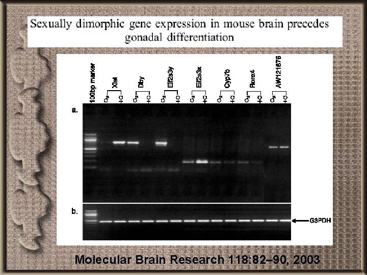 Molecular Brain Research 118: 82– 90, 2003 