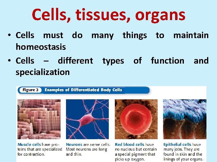 Cells, tissues, organs • Cells must do many things to maintain homeostasis • Cells