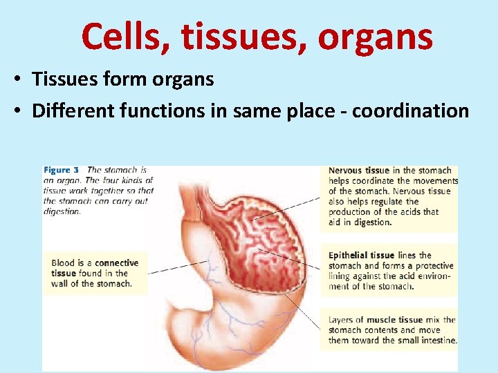 Cells, tissues, organs • Tissues form organs • Different functions in same place -