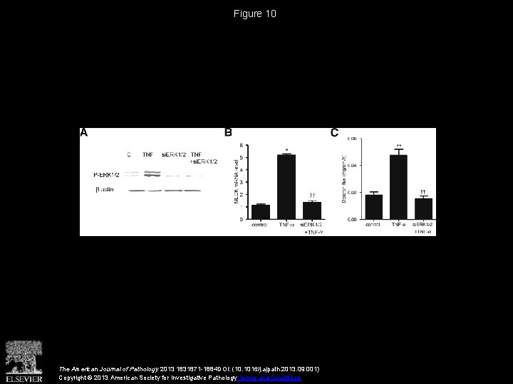 Figure 10 The American Journal of Pathology 2013 1831871 -1884 DOI: (10. 1016/j. ajpath.