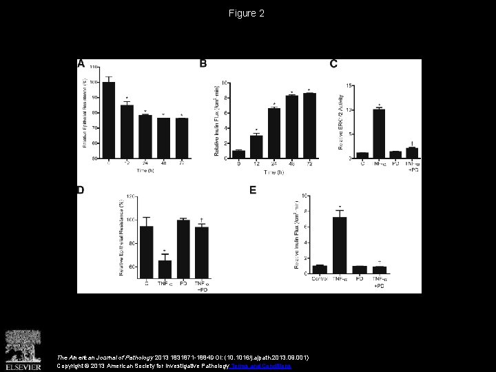 Figure 2 The American Journal of Pathology 2013 1831871 -1884 DOI: (10. 1016/j. ajpath.