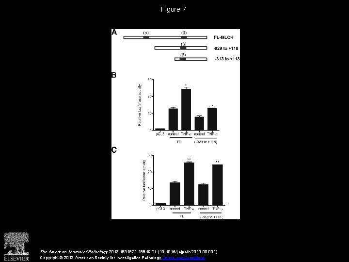 Figure 7 The American Journal of Pathology 2013 1831871 -1884 DOI: (10. 1016/j. ajpath.