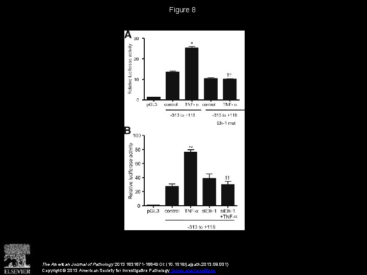 Figure 8 The American Journal of Pathology 2013 1831871 -1884 DOI: (10. 1016/j. ajpath.