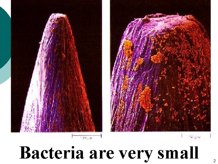 Bacteria are very small 2 