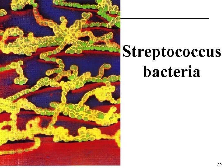 Streptococcus bacteria 22 