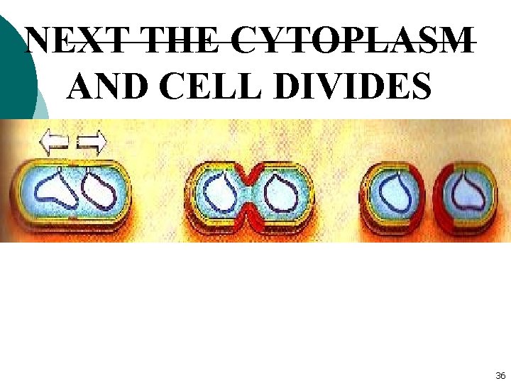 NEXT THE CYTOPLASM AND CELL DIVIDES The two resulting cells are exactly the same