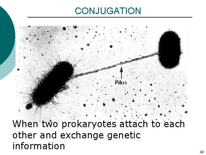 CONJUGATION When two prokaryotes attach to each other and exchange genetic information 40 