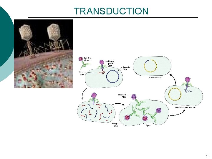 TRANSDUCTION 41 