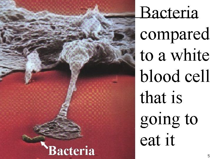 Bacteria compared to a white blood cell that is going to eat it 5