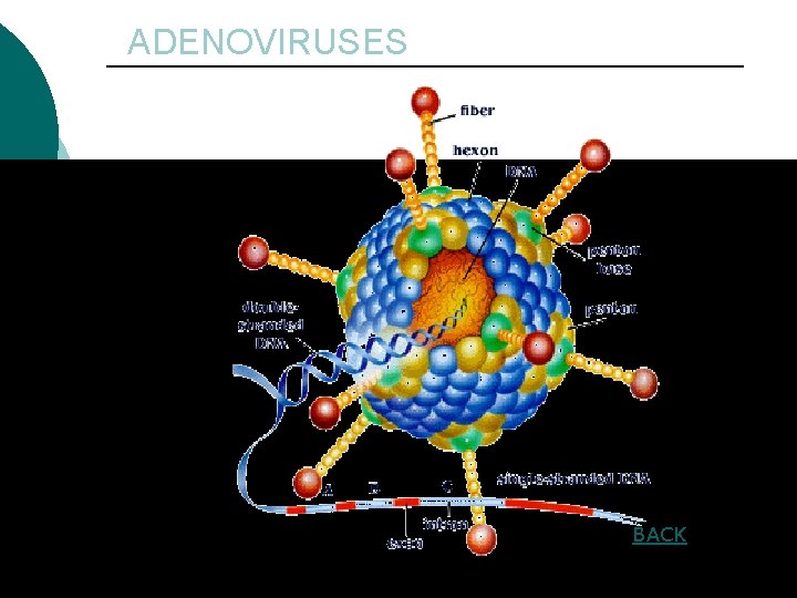 ADENOVIRUSES BACK 78 