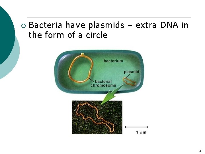 ¡ Bacteria have plasmids – extra DNA in the form of a circle 91