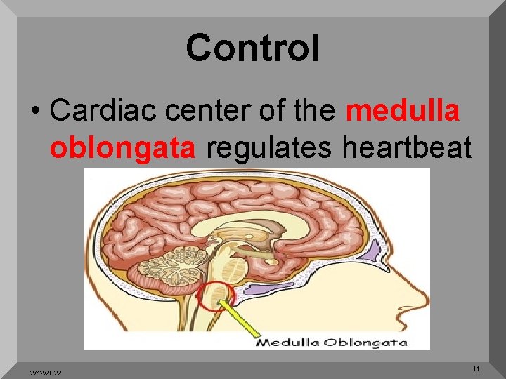 Control • Cardiac center of the medulla oblongata regulates heartbeat 2/12/2022 11 