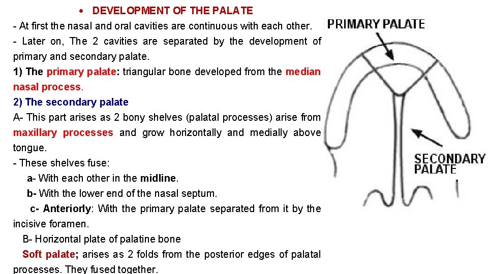 DEVELOPMENT OF THE PALATE - At first the nasal and oral cavities are DEVELOPMENT OF THE PALATE - At first the nasal and oral cavities are