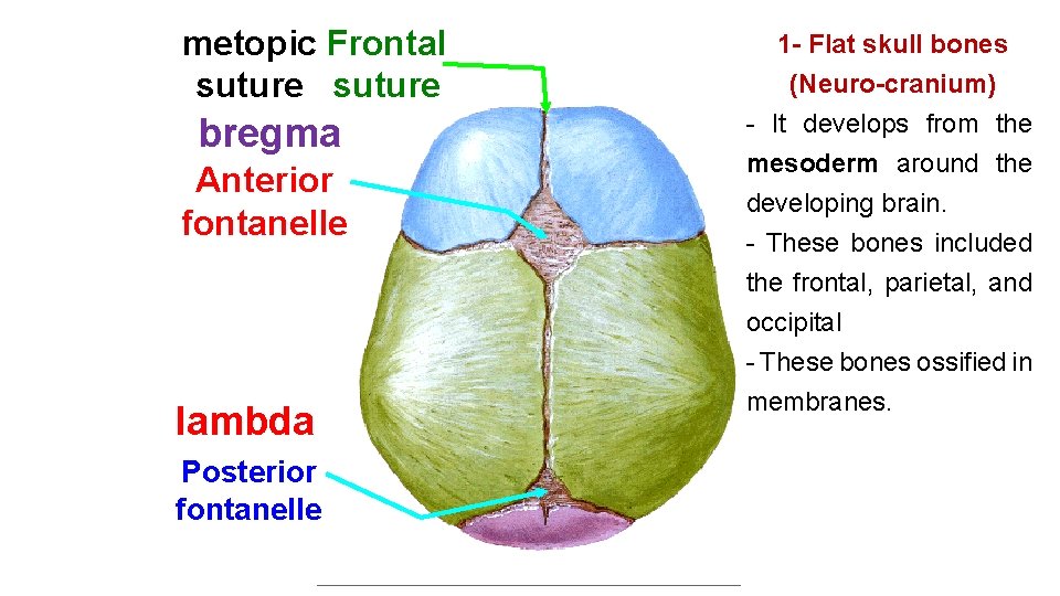 metopic Frontal suture bregma Anterior fontanelle lambda Posterior fontanelle 1 - Flat skull bones metopic Frontal suture bregma Anterior fontanelle lambda Posterior fontanelle 1 - Flat skull bones