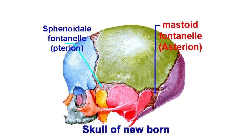 Sphenoidale fontanelle (pterion) mastoid fontanelle (Asterion) Skull of new born Sphenoidale fontanelle (pterion) mastoid fontanelle (Asterion) Skull of new born