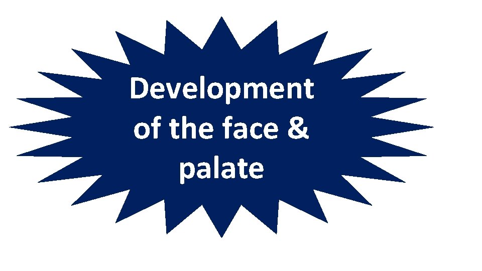 Development of the face & palate Development of the face & palate