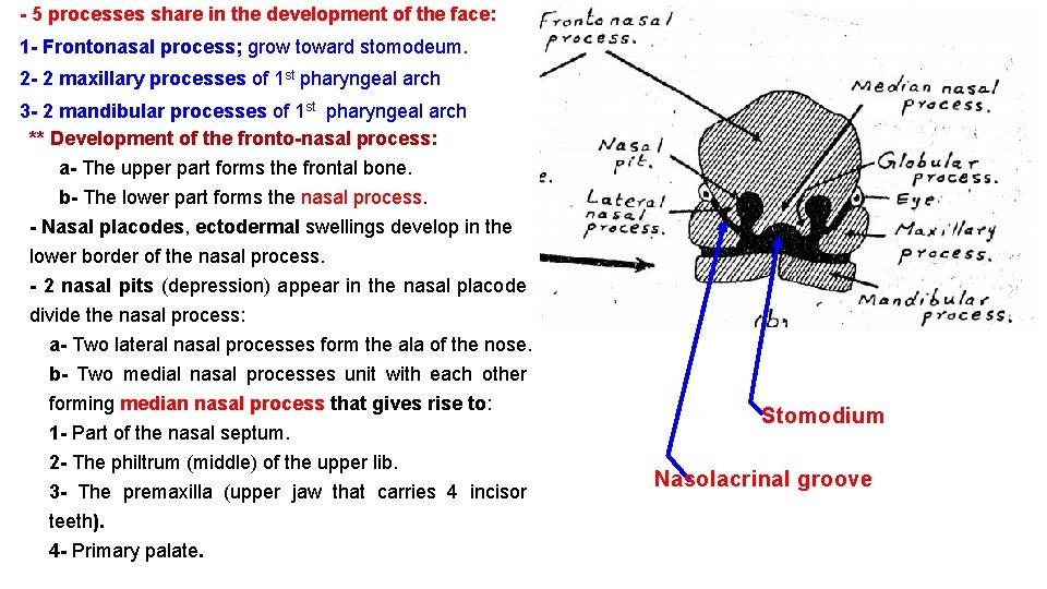 - 5 processes share in the development of the face: 1 - Frontonasal process; - 5 processes share in the development of the face: 1 - Frontonasal process;