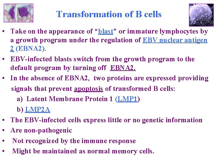 EpsteinBarr Virus At a glance Family Herpesviridae Host