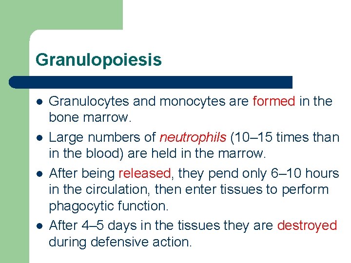 Granulopoiesis l l Granulocytes and monocytes are formed in the bone marrow. Large numbers