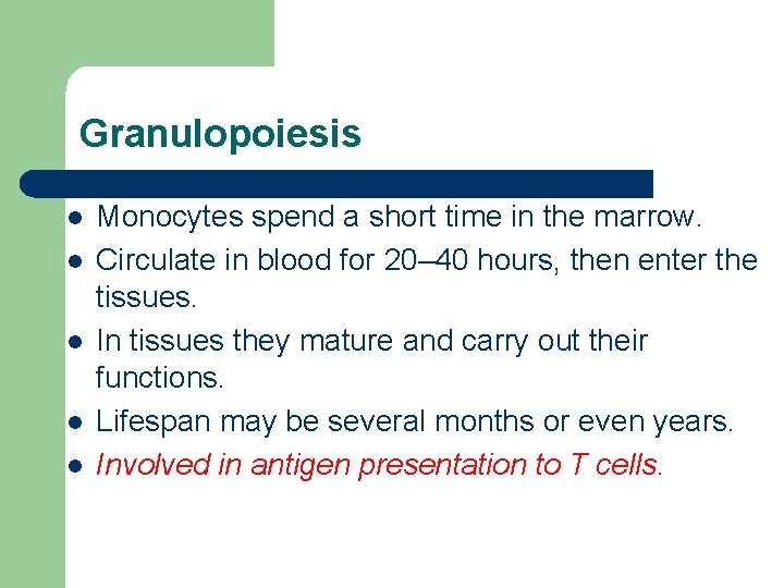 Granulopoiesis l l l Monocytes spend a short time in the marrow. Circulate in