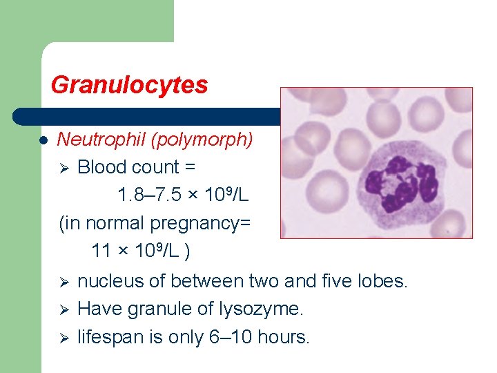 Granulocytes l Neutrophil (polymorph) Ø Blood count = 1. 8– 7. 5 × 109/L