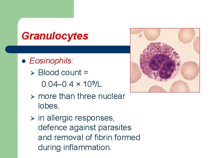 Granulocytes l Eosinophils: Ø Blood count = 0. 04– 0. 4 × 109/L Ø