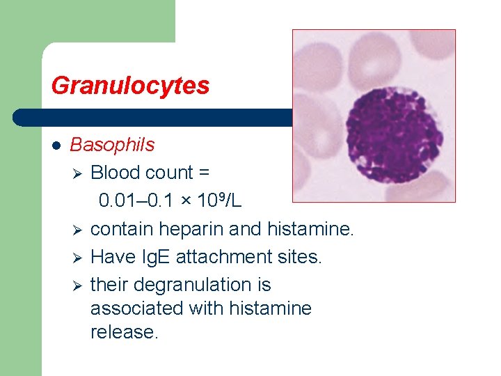 Granulocytes l Basophils Ø Blood count = 0. 01– 0. 1 × 109/L Ø