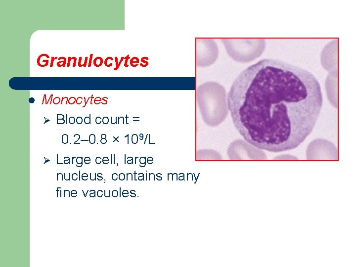 Granulocytes l Monocytes Ø Blood count = 0. 2– 0. 8 × 109/L Ø