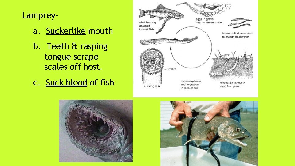 Lampreya. Suckerlike mouth b. Teeth & rasping tongue scrape scales off host. c. Suck