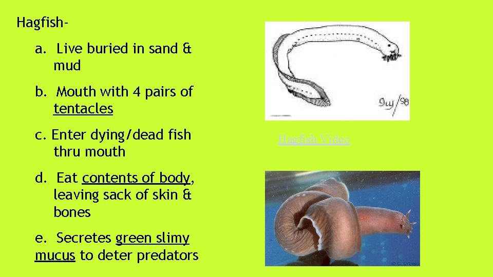 Hagfisha. Live buried in sand & mud b. Mouth with 4 pairs of tentacles