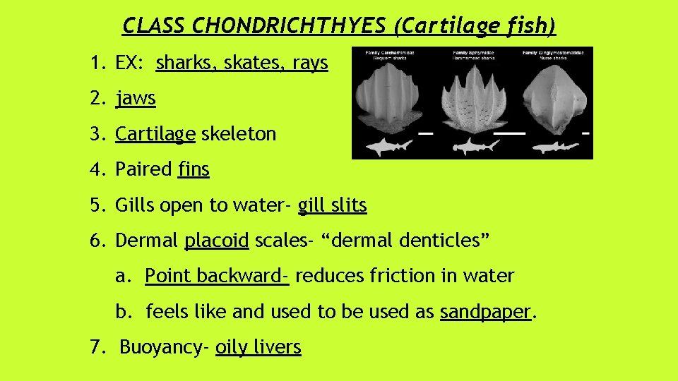 CLASS CHONDRICHTHYES (Cartilage fish) 1. EX: sharks, skates, rays 2. jaws 3. Cartilage skeleton