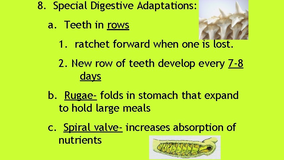 8. Special Digestive Adaptations: a. Teeth in rows 1. ratchet forward when one is