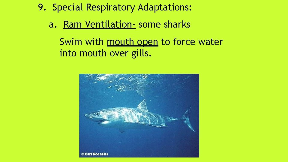 9. Special Respiratory Adaptations: a. Ram Ventilation- some sharks Swim with mouth open to