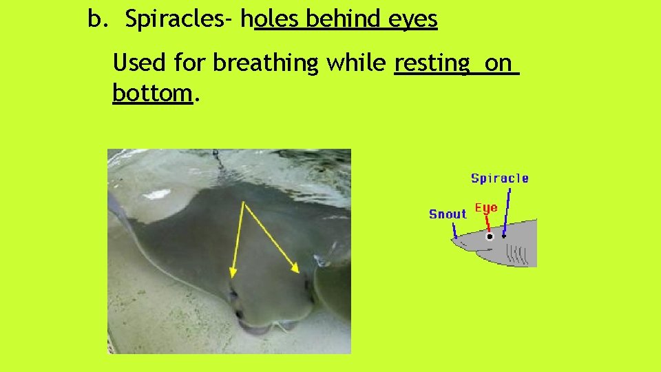 b. Spiracles- holes behind eyes Used for breathing while resting on bottom. 