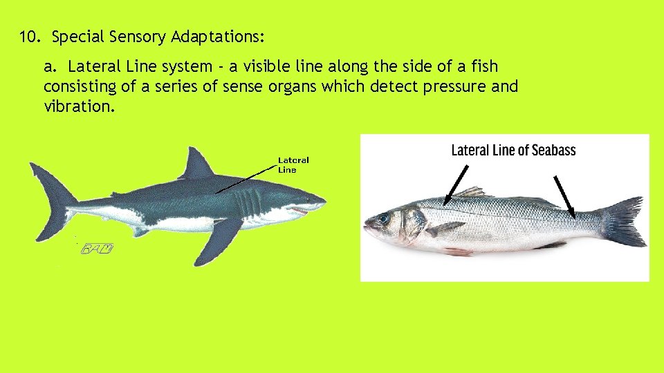 10. Special Sensory Adaptations: a. Lateral Line system - a visible line along the