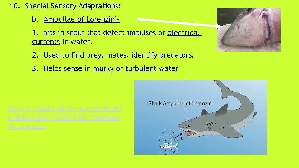 10. Special Sensory Adaptations: b. Ampullae of Lorenzini 1. pits in snout that detect